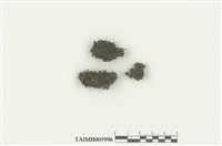 藏品(擬圓葉蘚)的圖片